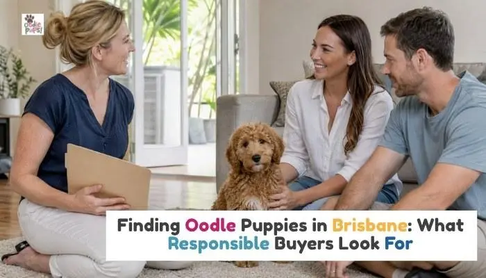 Finding Oodle Puppies in Brisbane What Responsible Buyers Look For